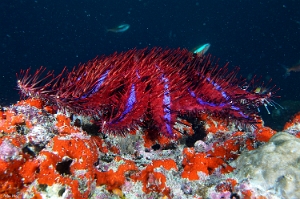 Maldives 2021 - Acanthaster - Crown-of-thorns starfish - Acanthaster planci - DSC00560_rc